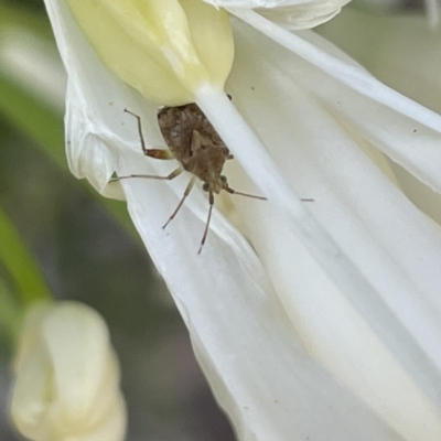 Sidnia kinbergi (Australian crop mirid) at Parkes, ACT - 9 Jan 2023 by Hejor1