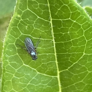 Dolichopodidae (family) at Ainslie, ACT - 11 Jan 2023 05:07 PM