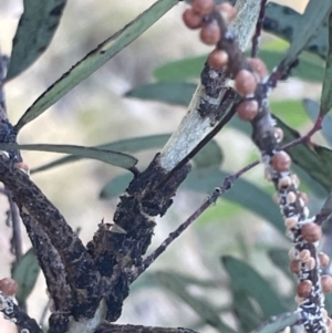 Eriococcus coriaceus at Ainslie, ACT - 11 Jan 2023