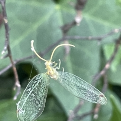 Unidentified Other Lacewing (several families) at Ainslie, ACT - 11 Jan 2023 by Hejor1