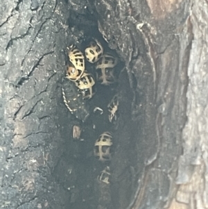 Harmonia conformis at Braddon, ACT - 11 Jan 2023