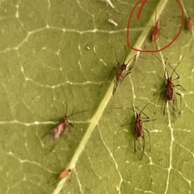 Aphididae (family) (Unidentified aphid) at Braddon, ACT - 11 Jan 2023 by Hejor1