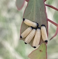 Paropsisterna cloelia (Eucalyptus variegated beetle) at Campbell, ACT - 12 Jan 2023 by Hejor1