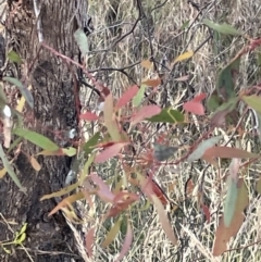 Paropsisterna cloelia at Campbell, ACT - 12 Jan 2023