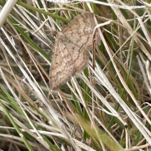 Scopula rubraria at Campbell, ACT - 12 Jan 2023 06:32 PM