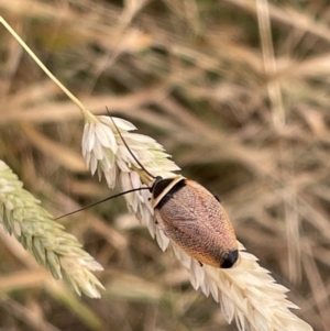 Ellipsidion australe at Campbell, ACT - 12 Jan 2023