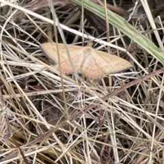 Scopula rubraria (Reddish Wave, Plantain Moth) at Mount Ainslie - 12 Jan 2023 by Hejor1