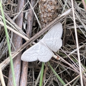 Scopula optivata at Campbell, ACT - 12 Jan 2023 06:36 PM