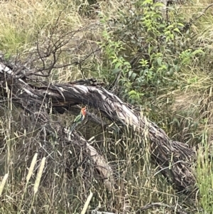 Platycercus eximius at Campbell, ACT - 12 Jan 2023 06:35 PM