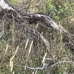 Platycercus eximius at Campbell, ACT - 12 Jan 2023 06:35 PM