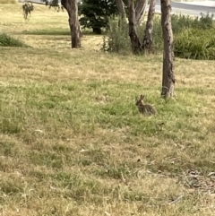 Oryctolagus cuniculus (European Rabbit) at Campbell, ACT - 12 Jan 2023 by Hejor1