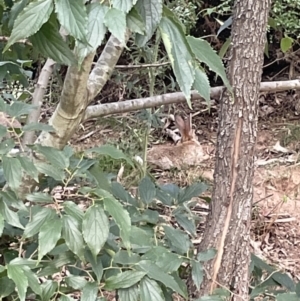 Oryctolagus cuniculus at Campbell, ACT - 12 Jan 2023