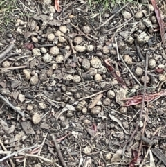 Oryctolagus cuniculus at Campbell, ACT - 12 Jan 2023