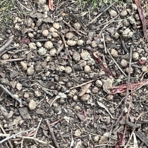 Oryctolagus cuniculus at Campbell, ACT - 12 Jan 2023