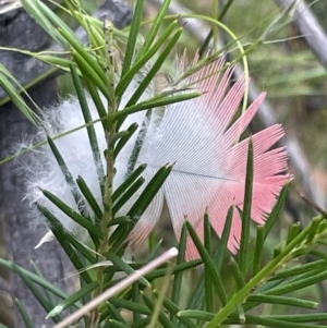 Eolophus roseicapilla at Campbell, ACT - 12 Jan 2023