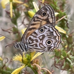 Geitoneura acantha (Ringed Xenica) at Campbell, ACT - 12 Jan 2023 by Hejor1