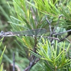 Austrolestes leda (Wandering Ringtail) at Campbell, ACT - 12 Jan 2023 by Hejor1