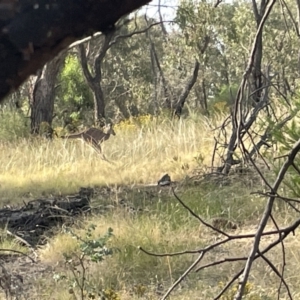 Macropus giganteus at Campbell, ACT - 12 Jan 2023