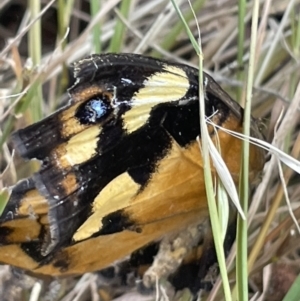 Heteronympha merope at Campbell, ACT - 12 Jan 2023 06:21 PM