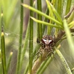 Araneus albotriangulus (White-triangle orb weaver) at Campbell, ACT - 12 Jan 2023 by Hejor1