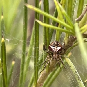 Araneus albotriangulus at Campbell, ACT - 12 Jan 2023