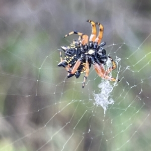 Austracantha minax at Campbell, ACT - 12 Jan 2023