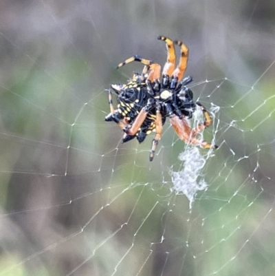 Austracantha minax (Christmas Spider, Jewel Spider) at Campbell, ACT - 12 Jan 2023 by Hejor1