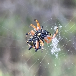 Austracantha minax at Campbell, ACT - 12 Jan 2023