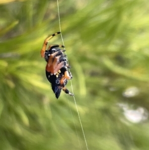 Austracantha minax at Campbell, ACT - 12 Jan 2023