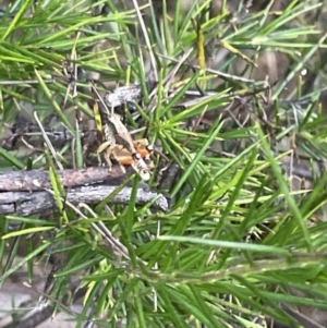 Phaulacridium vittatum at Campbell, ACT - 12 Jan 2023