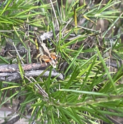 Phaulacridium vittatum (Wingless Grasshopper) at Campbell, ACT - 12 Jan 2023 by Hejor1