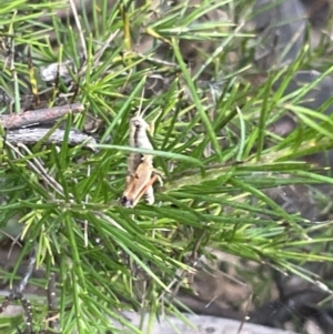 Phaulacridium vittatum at Campbell, ACT - 12 Jan 2023