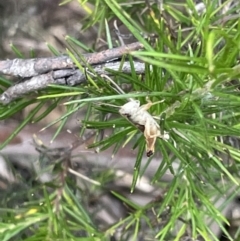 Phaulacridium vittatum at Campbell, ACT - 12 Jan 2023