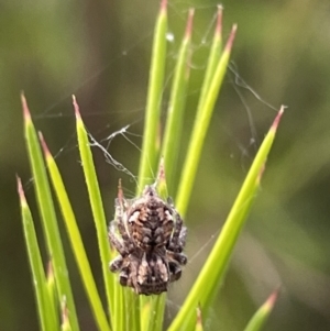 Servaea sp. (genus) at Campbell, ACT - 12 Jan 2023