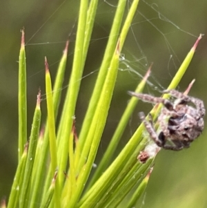 Servaea sp. (genus) at Campbell, ACT - 12 Jan 2023