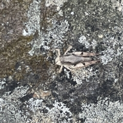 Phaulacridium vittatum (Wingless Grasshopper) at Mount Ainslie - 12 Jan 2023 by Hejor1