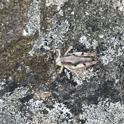 Phaulacridium vittatum (Wingless Grasshopper) at Campbell, ACT - 12 Jan 2023 by Hejor1