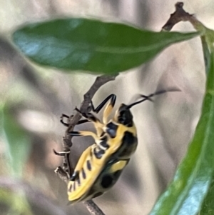 Scutiphora pedicellata at Campbell, ACT - 12 Jan 2023