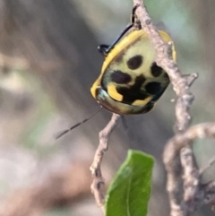 Scutiphora pedicellata at Campbell, ACT - 12 Jan 2023