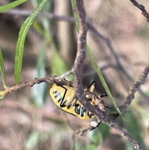 Scutiphora pedicellata at Campbell, ACT - 12 Jan 2023