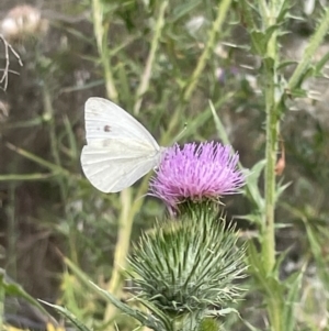 Pieris rapae at Campbell, ACT - 12 Jan 2023