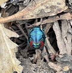 Choerocoris paganus (Ground shield bug) at Campbell, ACT - 12 Jan 2023 by Hejor1