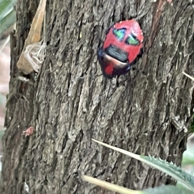 Choerocoris paganus (Ground shield bug) at Mount Ainslie - 12 Jan 2023 by Hejor1