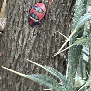 Choerocoris paganus at Campbell, ACT - 12 Jan 2023