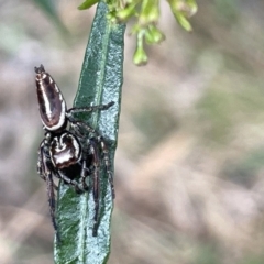 Unidentified Jumping & peacock spider (Salticidae) (TBC) at Campbell, ACT - 12 Jan 2023 by Hejor1