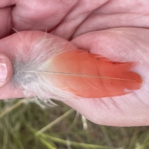 Platycercus elegans at Campbell, ACT - 12 Jan 2023 05:04 PM