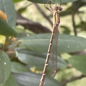 Austrolestes analis at Campbell, ACT - 12 Jan 2023