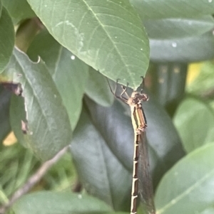 Austrolestes analis at Campbell, ACT - 12 Jan 2023