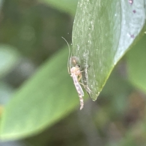 Chironomidae (family) at Campbell, ACT - 12 Jan 2023