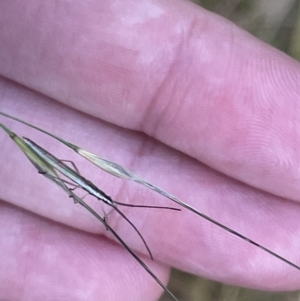 Mutusca brevicornis at Campbell, ACT - 12 Jan 2023